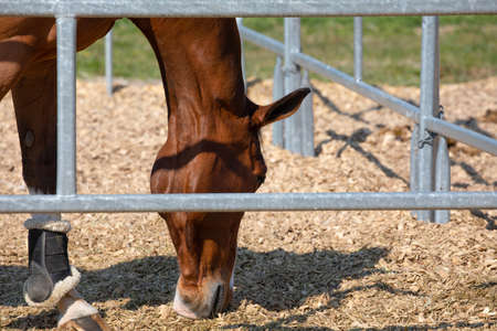 beautiful red-brown horse head in a metal grid box digging in the wood chip floor with his noseの写真素材