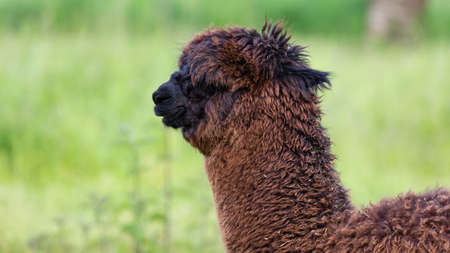 brown alpaca with thick shaggy fur, the snout of the animal is black, funny appearance in nature, good mood is guaranteed when you meet these animals, without people, in the daytimeの写真素材