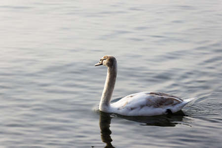 young swan with white-brown plumage swims on the lake, the feathers are first brown and then change color during growth to white, by day, without peopleの写真素材