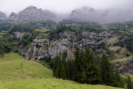 Swiss mountain range photographed from bottom to top in spring with fir forest and high fog at the...