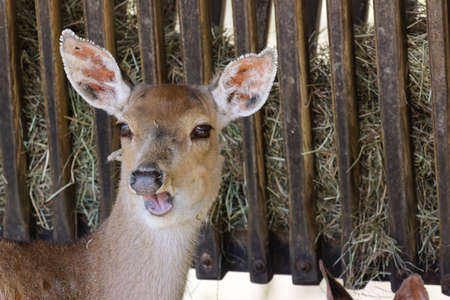 deer eating hay at feeding trough, daytime in shade, no peopleの写真素材