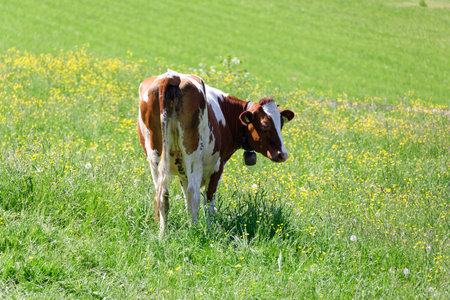 brown milk cow photographed from behind standing on green summer meadow, head turned sideways to the...