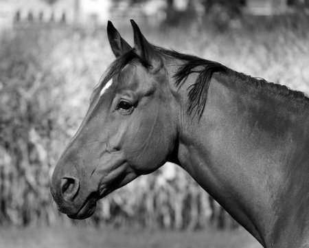 horse head in side profile photographed black and white monochrome in front of natural landscape. daytime without people. portraitの写真素材