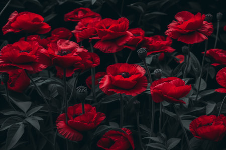 Vibrant Red Poppies in Monochrome Gardenの素材