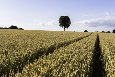 Cornfield in Brittany, Franceの写真素材
