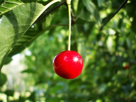 Lonely cherryの写真素材