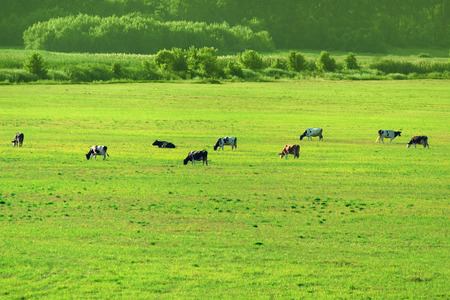 Green meadow with cowsの写真素材
