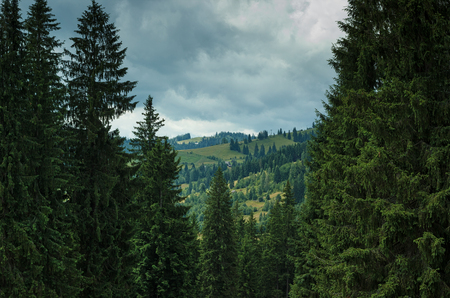 Ukraine Carpathian mountains forestの写真素材