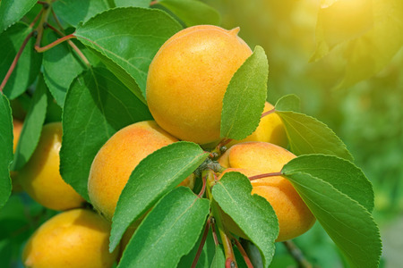 Apricot tree with ripe fruitsの写真素材