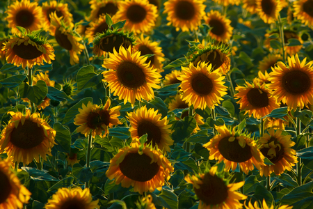 Sunflowers evening fieldの写真素材