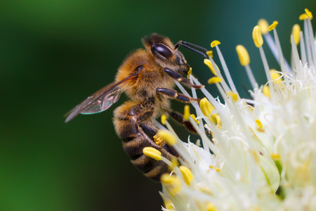 Macro of bee harvesting honey pollen
