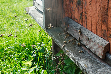Honeybee summer work
