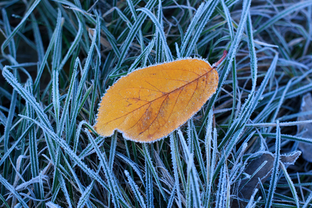 Morning frozen grass and foliageの写真素材