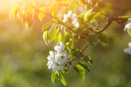 White flowers of fruit tree in garden. Blossoming branches.の写真素材