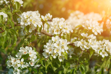 White flowers of fruit tree in garden. Blossoming branches.の写真素材