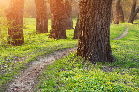 Pathway in park with sunlightの写真素材
