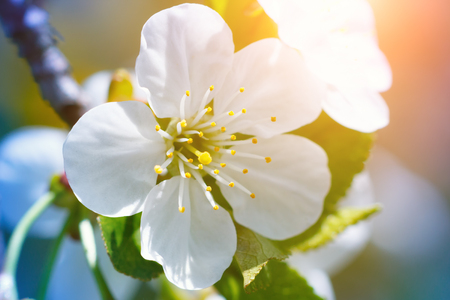 Beautiful spring flower of cherry tree with sunlight. Macro photography.の写真素材