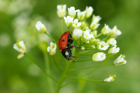 Ladybug in blossoming plant stem macro photoの写真素材