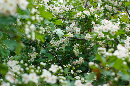 Bloom of hawthorn bushes. Closeup photo with selective focusの写真素材