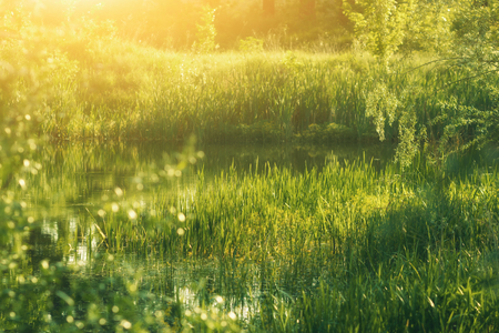 Wild summer green nature bushes on pond with warm sunlight. Shallow DOF natural backgroundの写真素材
