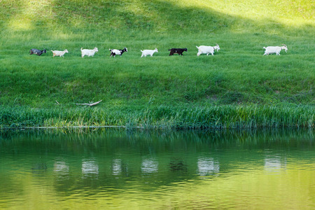 Herd line of goats go along the riverside on pasture grass meadowの写真素材