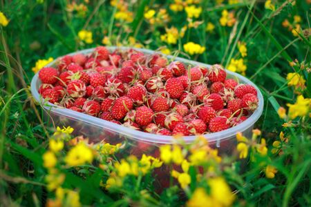 Natural sweet red wild strawberry in container, harvested in field or meadow grass, selective focusの写真素材