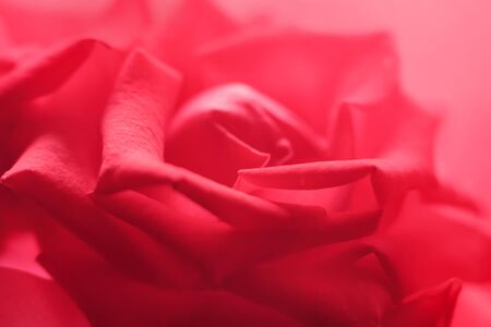 Tender rose macro background. Pink petals closeup. Floral soft background with shallow DOFの写真素材