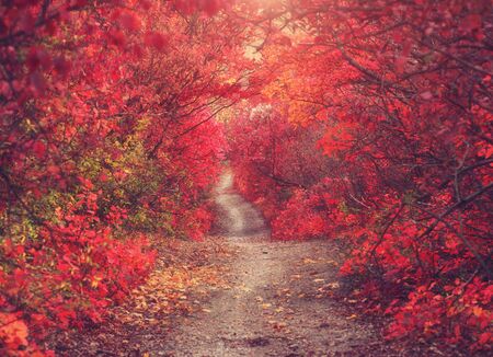 Skumpia (Cotinus) bushes in autumn season. Natural backdrop with vibrant pink red leaves and ground pathwayの写真素材