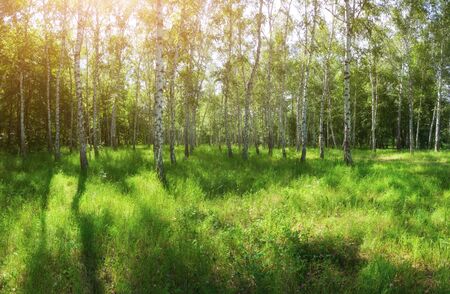 Birches forest with sunlight. Summer panorama with scenic nature.の写真素材