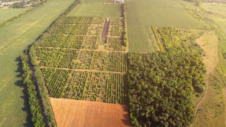 Fruit farm plantation from aerial view.