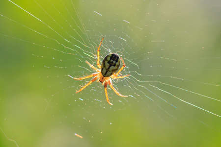 Macro photo of spider that is waiting for prey in webの写真素材