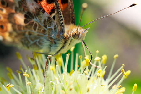 Detailed macro with onion stamens and butterfly Nymphalis xanthomelasの写真素材