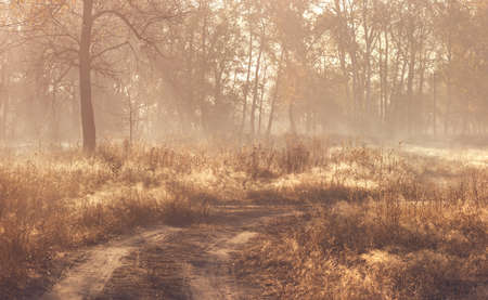 Rural landscape with fog and sunlight. Autumn scenery with pale colors.の写真素材