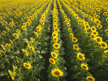 Rows of bright yellow sunflowers on field. Aerial view above the plantsの写真素材