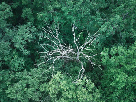 Dry tree branches inside the green foliage forest. Aerial view from drone with color filter.の写真素材