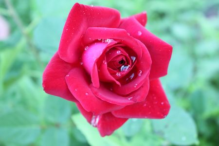 Rose under rainの写真素材