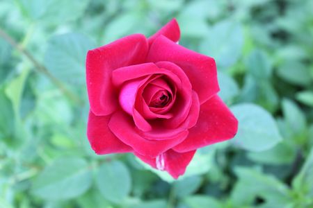 Red Roseの写真素材