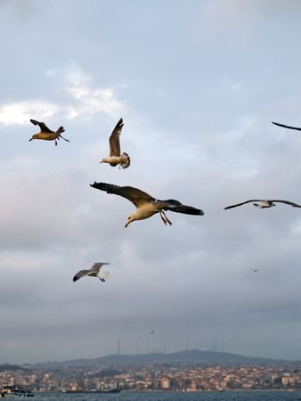 Gulls in the port of istanbulの写真素材