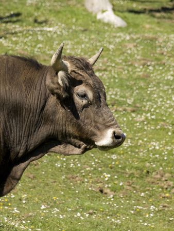 Bull in the green spring meadowsの写真素材