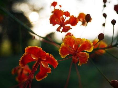 Barbados Flower  also called Mexican Bird of Paradise or Peacock Flowersの写真素材