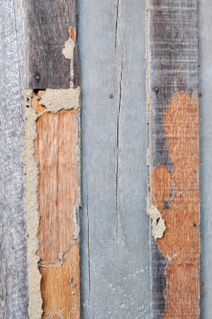 Old wooden plank with termites damageの写真素材