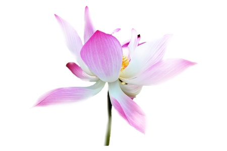 Pimk lotus isolated on whiteの写真素材