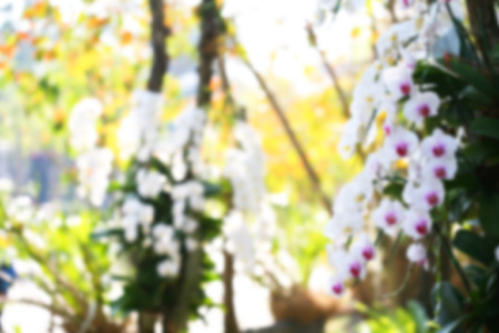 Blurred Image abstract for backgroundの写真素材