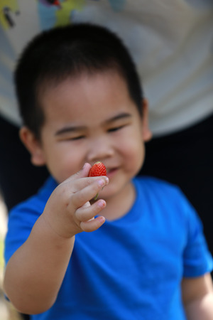 Young boy picking a strawberryの写真素材