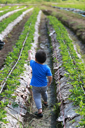 Young boy walking in the strawberry farmの写真素材
