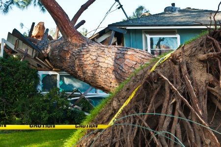 Old huge tree crashes into home due to stormの写真素材