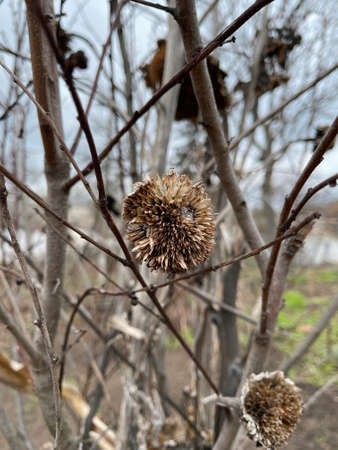 Dried brown sunflower in autumn close-up. Dry burdock flowers in late autumn close up photo.