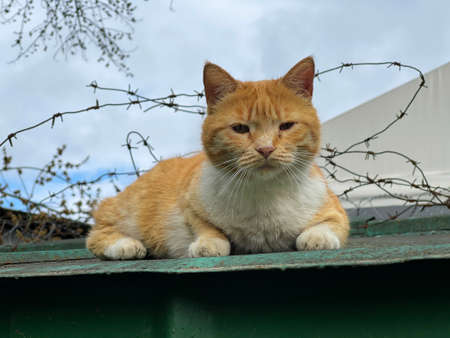 A large red-and-white cat with a tongue sitting on the roof with barbed wire. Dirty sad homeless cat. Mongrel cat, homeless animal.の写真素材