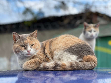 A couple of multi-colored sad cats are sitting on the roof of a car in the yardの写真素材