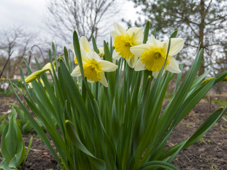 Yellow narcissus flowers bloom in spring. Fresh daffodils. Blooming narcissus in the garden. Spring background with beautiful yellow daffodils. Spring daffodils in gardenの写真素材